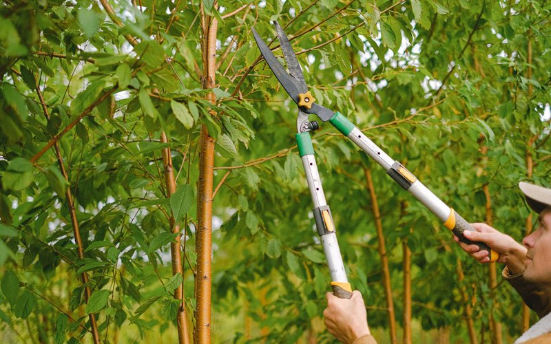 Tree trimming in Geuda Springs, KS