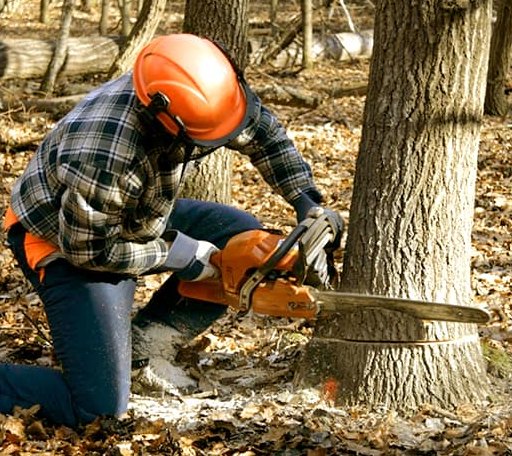Tree Removal in Geuda Springs, KS